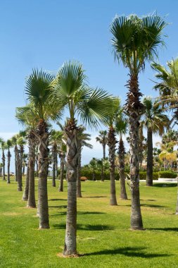 Palyaçoların üzerinde büyüyen palyaçolar mavi gökyüzünün önünde gün ışığında