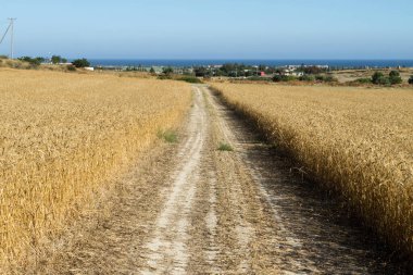 Altın buğday tarlaları ile ufuktaki mavi deniz arasındaki boş köy yolu.
