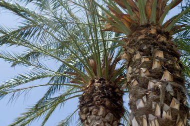 Mavi gökyüzünün önündeki iki palmiye ağacına yakın çekim ve parlak güneş. 