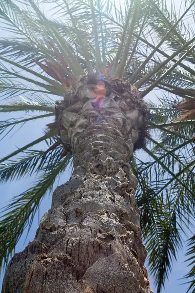 Close Tall Palm Tree Front Blue Sky Bright Sun Back — Stock Photo, Image