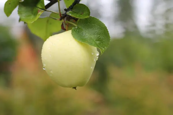 Białe jabłko na gałęzi z kroplą wody — Zdjęcie stockowe