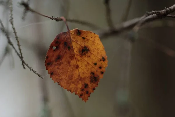 Žlutý podzimní list na náladově šedém pozadí — Stock fotografie