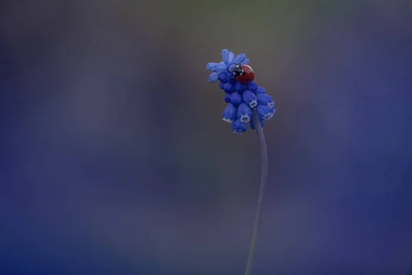 Ladybug on muskari flower on blurred background — 스톡 사진