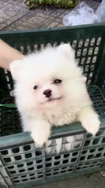 Female hand patting a white puppy — 비디오