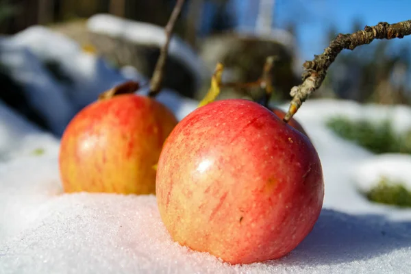 Two red apples on the snow in a sunny day, selective focus — Stock Photo, Image