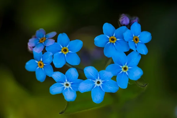 Голубые цветы в форме сердца, макрофото — стоковое фото