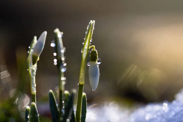 Zblízka zasněžené květiny Galanthus nivalis se slunečním světlem a kopírovat prostor — Stock fotografie