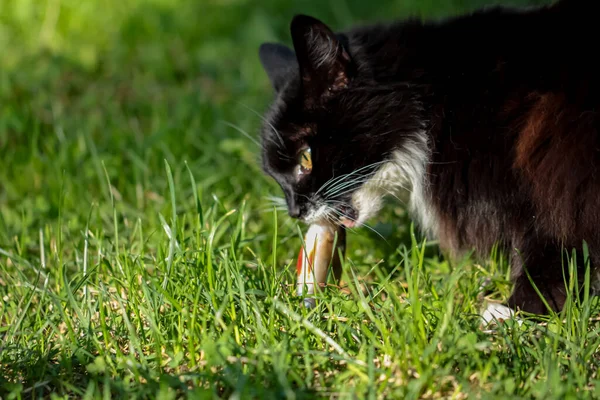 Czarny Kot Jedzący Świeże Ryby Trawie Orientacja Pozioma Przestrzeń Kopiowania — Zdjęcie stockowe