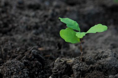 Karanlık toprakta izole edilmiş küçük meşe bitkisi, kopyalama alanı, yatay yönelim