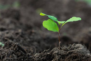 Karanlık toprakta izole edilmiş küçük meşe bitkisi, kopyalama alanı, yatay yönelim