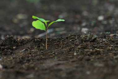 Karanlık topraklarda izole edilmiş küçük meşe bitkisi.