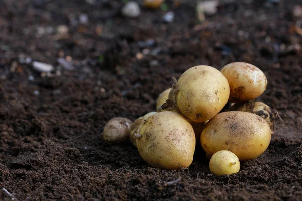 Verse biologische aardappelen op de grond, kopieerruimte — Stockfoto
