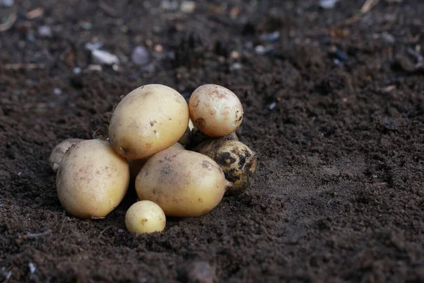 Verse biologische aardappelen op de grond, kopieerruimte — Stockfoto
