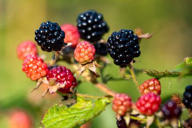 Olgunlaşan Blackberry dalının yatay yönelimine yakın plan