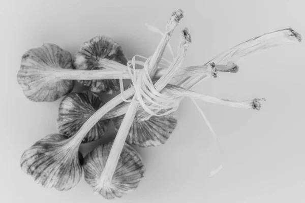 Ail en bouquet sur fond blanc — Photo