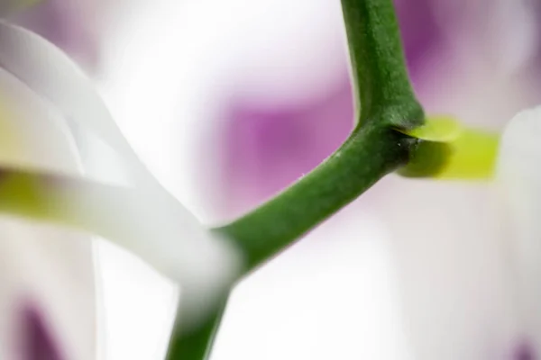 Green orchid branches close up — Stock Photo, Image