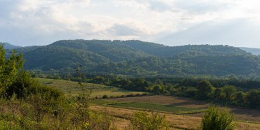 Ağaçlar ve çayırlar.