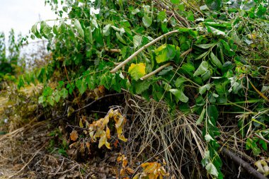 Yapraklar, dallar ve çimenler yığılmış.