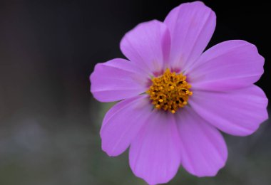 Ortası sarı olan pembe çiçekli makro.