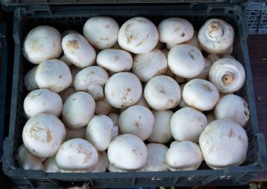 Satılık mantarlar.