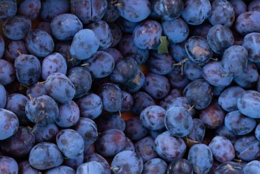 Satılık bir çekmecede erik.