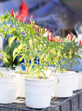 Biberler tezgahta satılık.