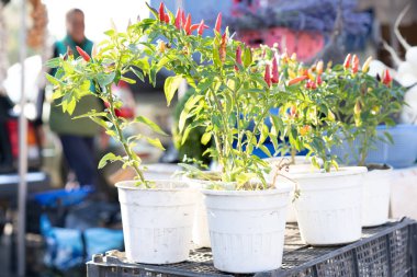 Biberler tezgahta satılık.