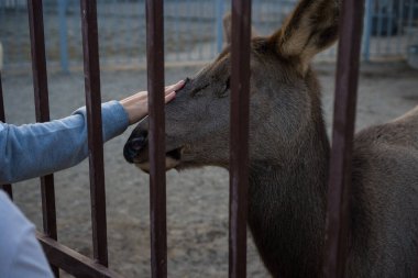 Adam geyiğin kafasını okşuyor.