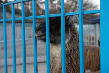 Lama kafesten dışarı bakıyor.