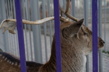 Hayvanat bahçesindeki kadın kafesin içinden bakıyor.