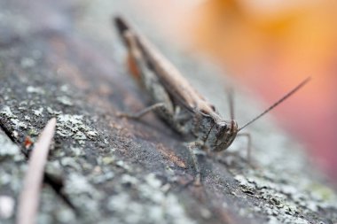 Çekirge kabukta oturuyor, makro fotoğraf.