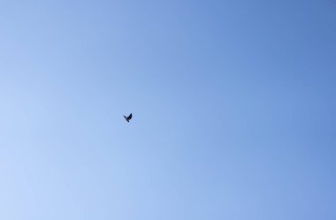 Gökyüzünde uçan karga