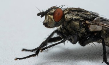 Arka plan olarak bir sineğin makro fotoğrafı
