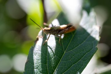 Çekirge yeşil bir yaprağın üzerinde oturur, makro fotoğraf.