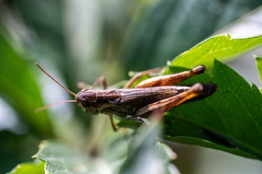 Çekirge yeşil bir yaprağın üzerinde oturur, makro fotoğraf.