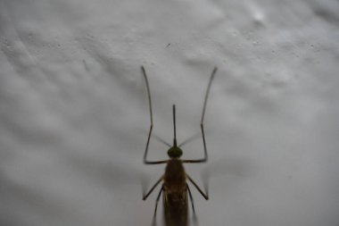 Sivrisinek beyaz bir duvarda oturuyor, makro fotoğraf.