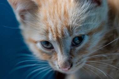 Öğleden sonra beyaz-kırmızı kedi yavrusu