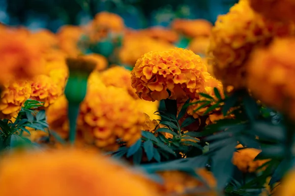 Vacker gul blomma som bakgrund — Stockfoto