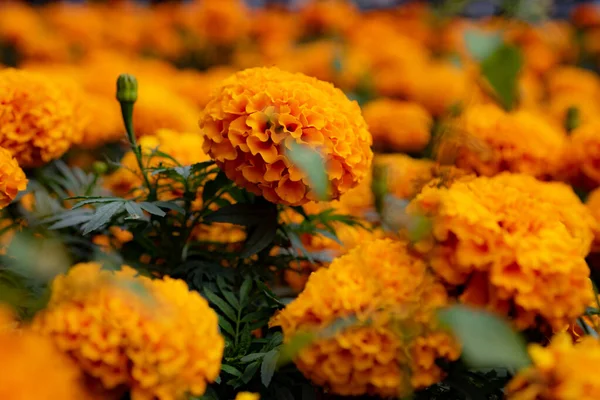 背景に美しい黄色の花 — ストック写真