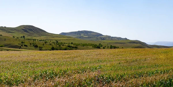 Dağ eteklerindeki mısır tarlası — Stok fotoğraf