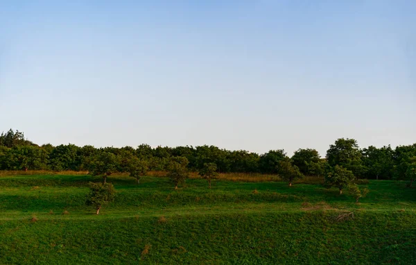 Zielona równina z drzewami jesienią — Zdjęcie stockowe