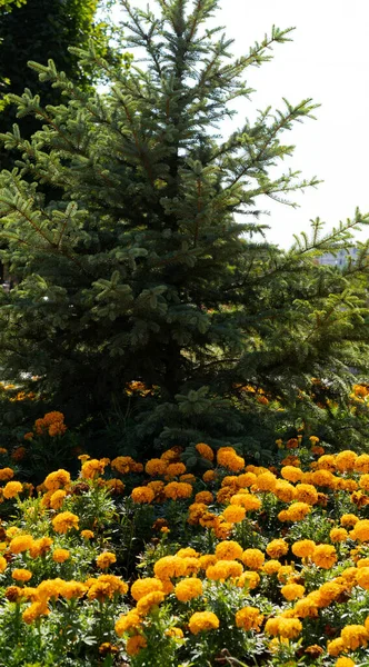 Christmas tree and yellow flowers in autumn — Stock Photo, Image