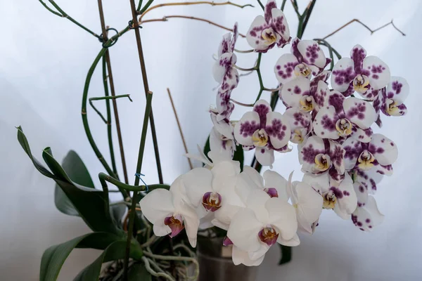 Tencerede büyüyen beyaz orkide