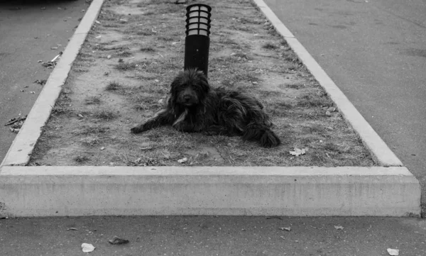 Cão sem-teto jaz no chão — Fotografia de Stock