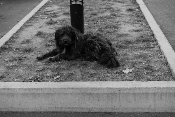 Бездомная собака лежит на земле — стоковое фото