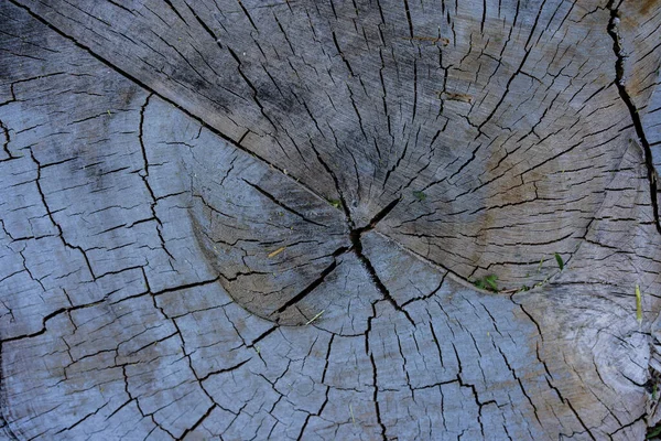Odłamek drzewa, które zostało ścięte — Zdjęcie stockowe