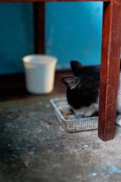 Hajléktalan fehér-fekete macska eszik — Stock Fotó