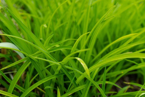 Green juicy grass as background and texture — Stock Photo, Image
