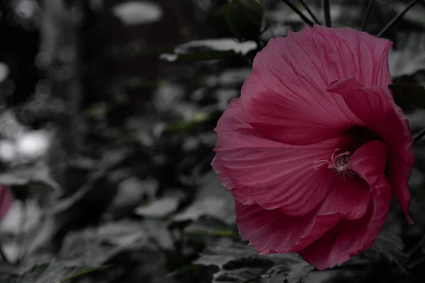 Bela flor vermelha como fundo e textura — Fotografia de Stock