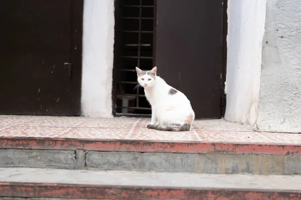 Homeless Cat Door House — ストック写真